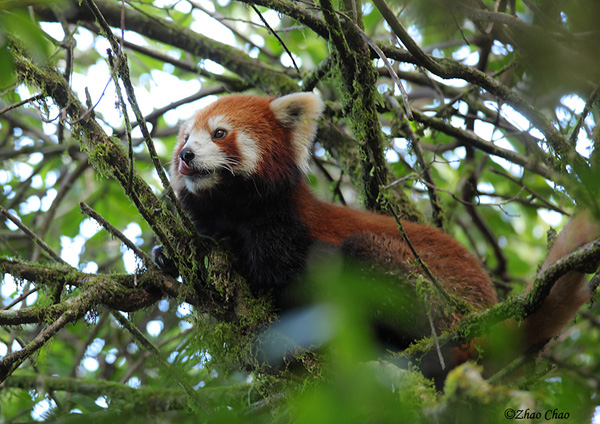 Red Panda 1200.jpg