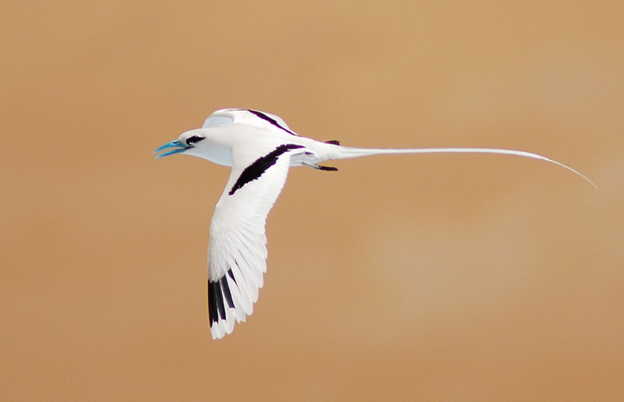 白尾鹲1 Tropic Bird.jpg