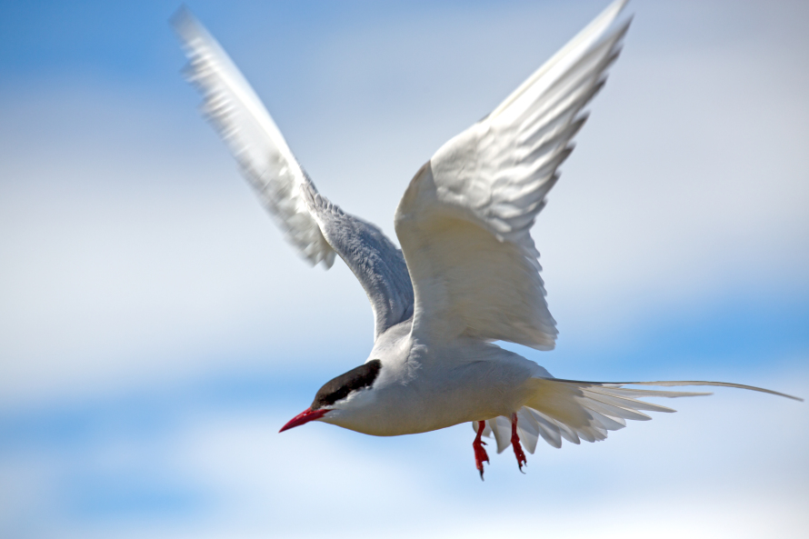 arctic-tern-flying－北极燕鸥.jpg