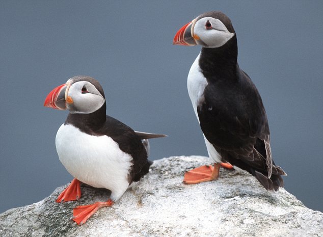 1北极海鹦 atlantic_puffin.jpg