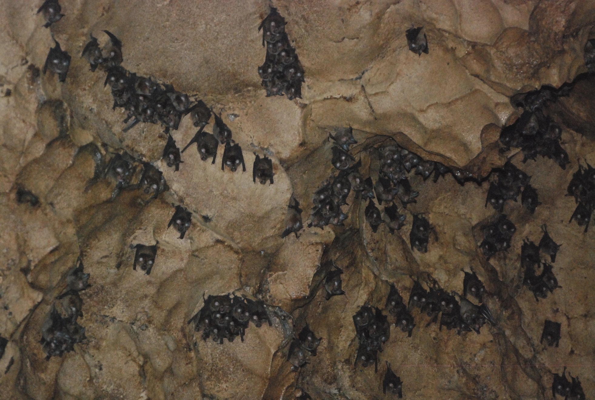  戈曼洞 蝙蝠bats-in-Gomantong-Cave.jpg