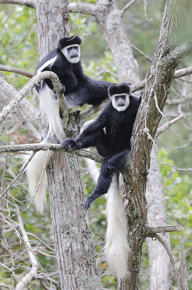 黑白疣猴 肯尼亚山.jpg