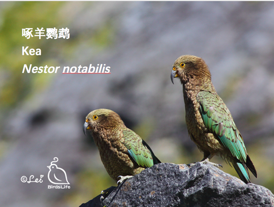 1497963856694504.png 图片.png