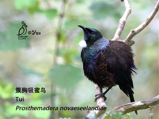 1497964055723824.png 图片.png