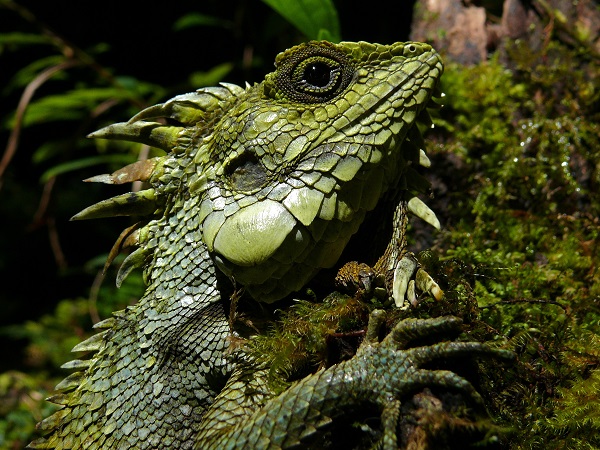 京那巴鲁树蜥Kinabalu Crested Dragon (Hypsicalotes kinabaluensis) maleMount Kinabalu NP, Sabah, MALAYSIA.jpg