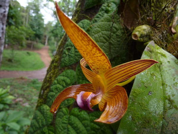 Tabin Sabah,Borneo.jpg