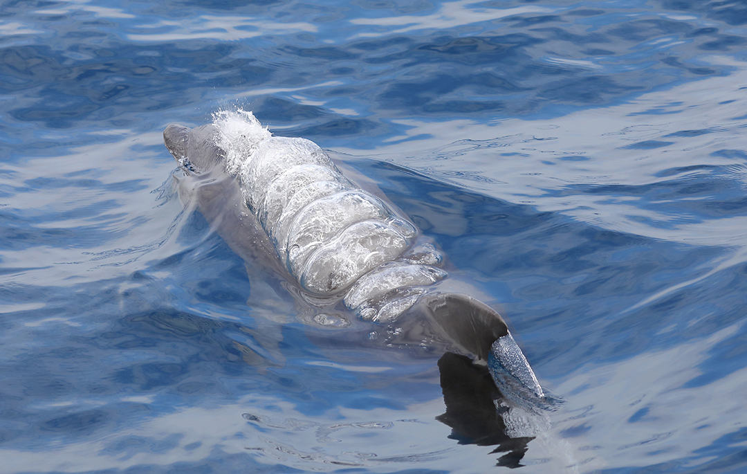 海豚s1.jpg