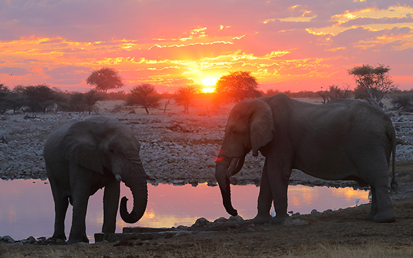 头图－艾托沙酒店旁的饮水池-日落时分的大象s.jpg