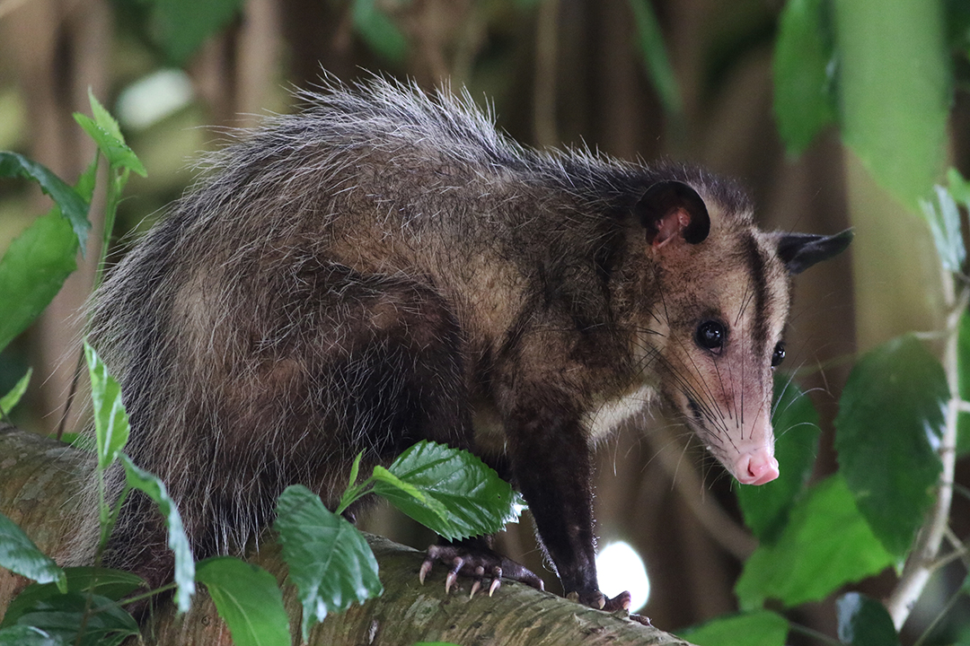普通鼠负鼠 Common opossum.jpg