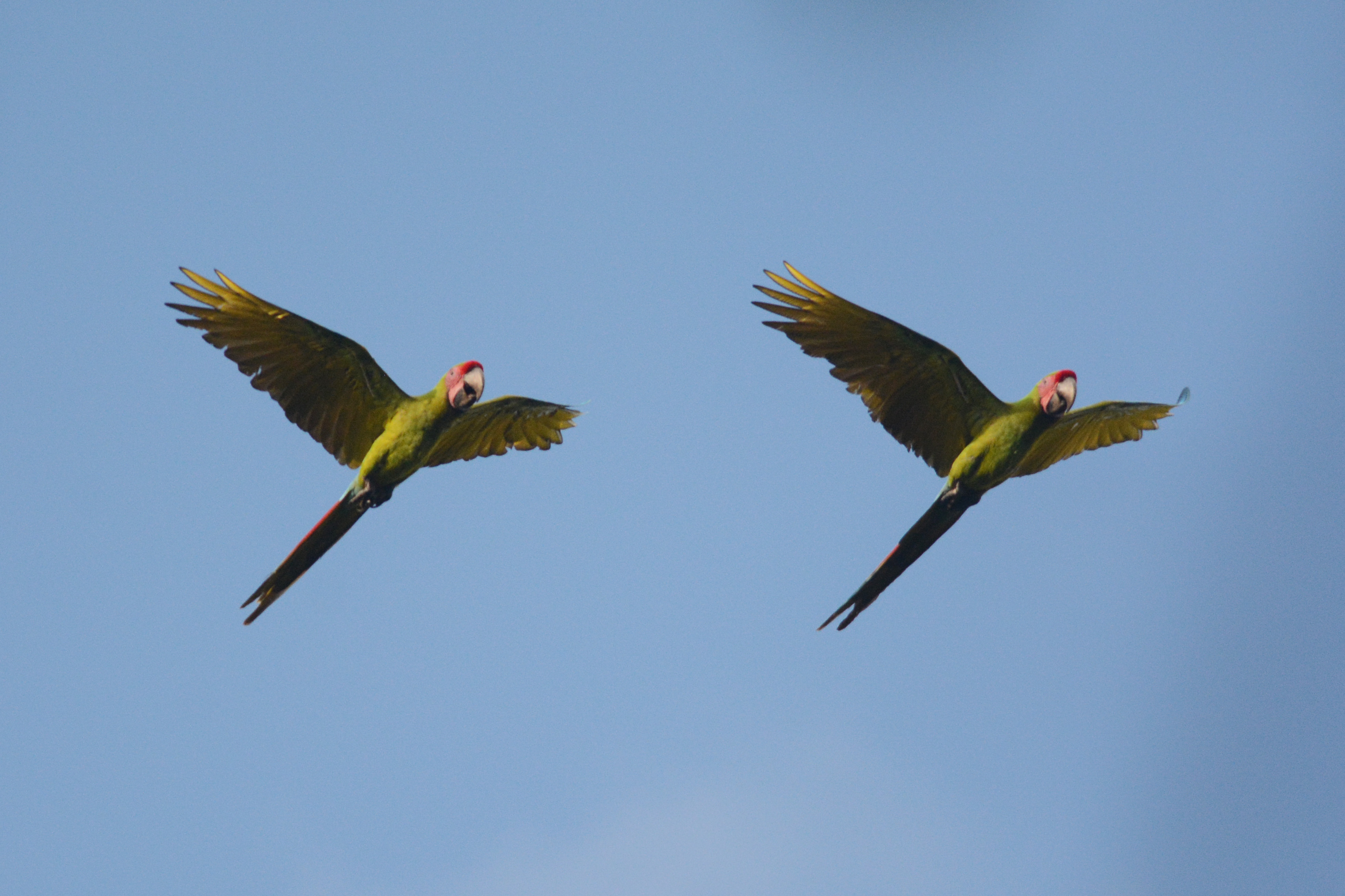 1 Great Green Macaw flying over near Maquenque.jpg