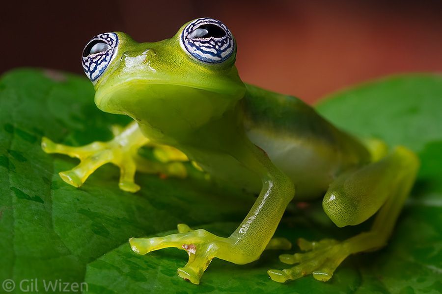 Ghost Glass Frog 1.jpg