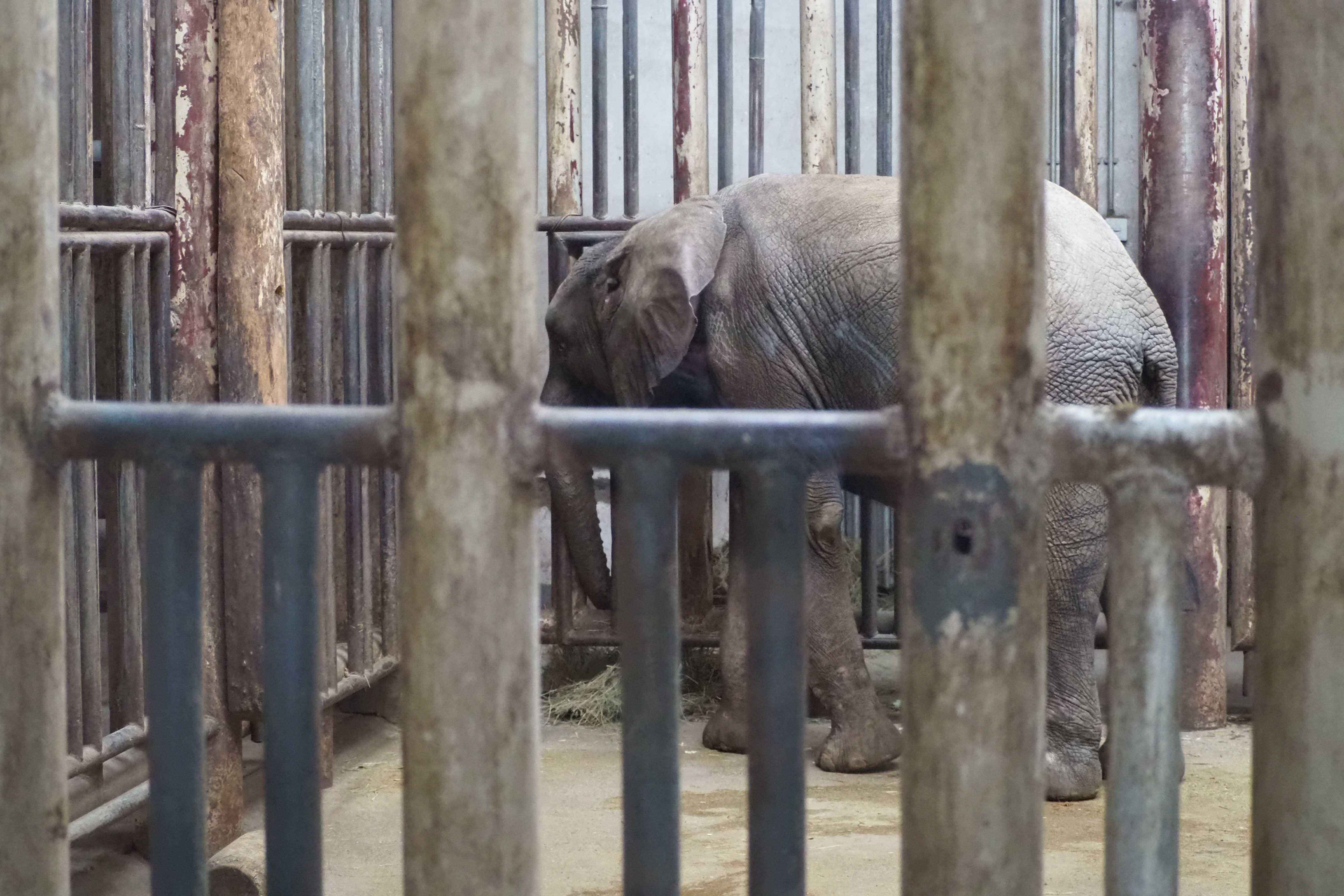 动物园2-大象.jpg