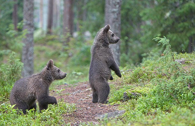 brown-bear-cubs-8750-by-jari-peltomki_5725332621_o.jpg