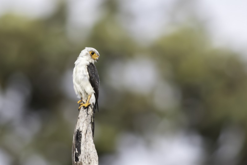 White-rumped Pygmy Falcon (C) Sok Panhavuth.jpg