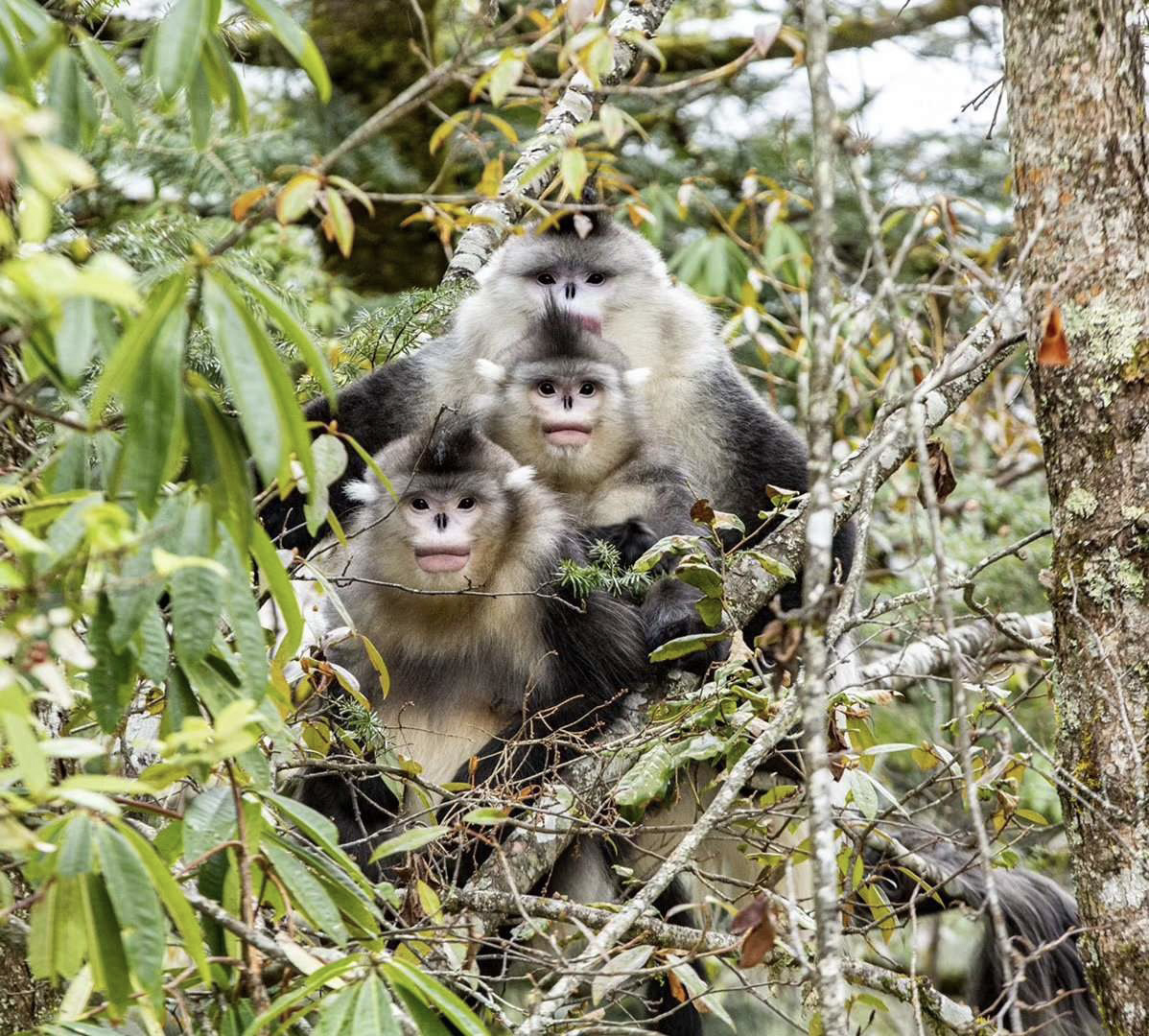 滇金丝猴 图片来源 白马雪山国家级自然保护区 (6).jpg