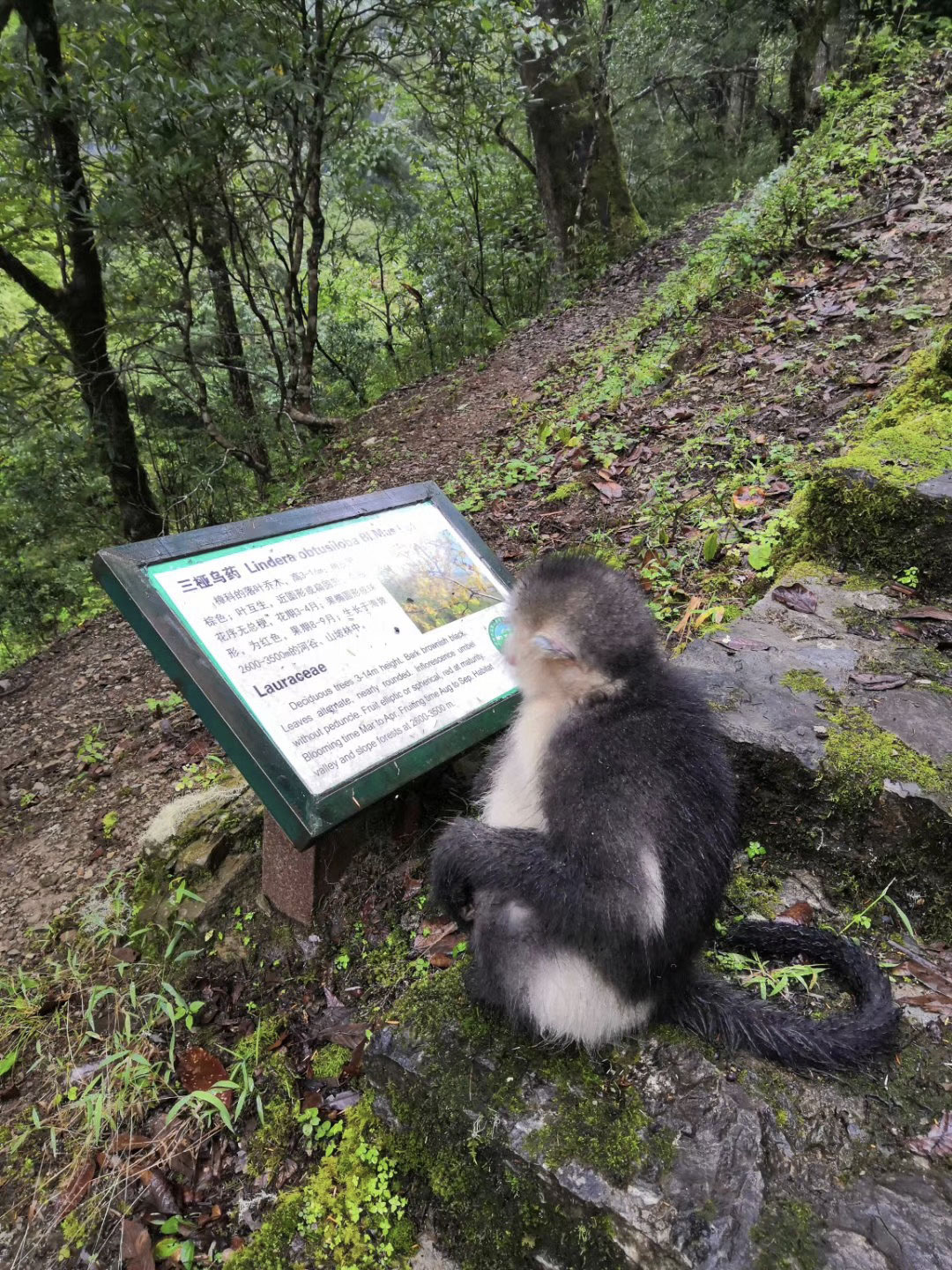 滇金丝猴 图片来源 白马雪山国家级自然保护区 (10).jpg