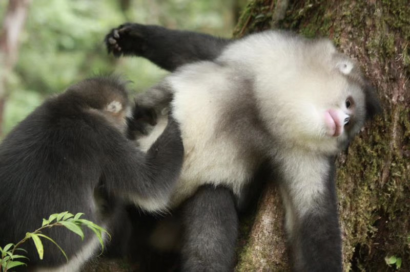 滇金丝猴 图片来源 白马雪山国家级自然保护区 (7).jpg