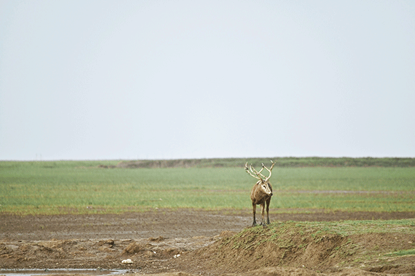 图10-麋鹿-摄影：李永浩.png