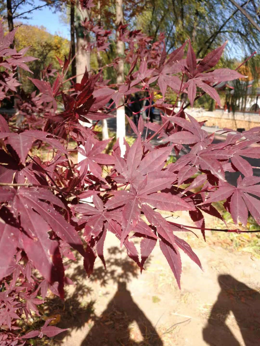 北宮森林公園紅葉種類豐富 有黃櫨,元寶楓,地錦,雞爪槭,火