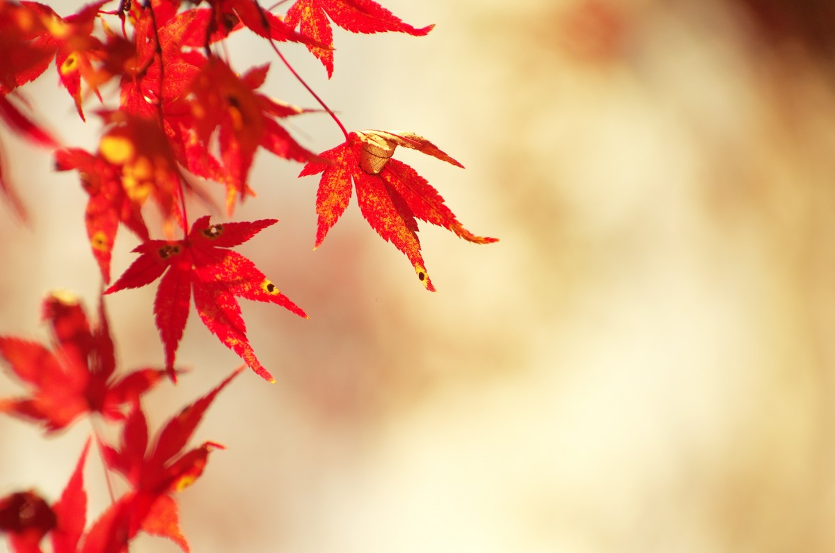 autumnal-leaves-1280026.jpg