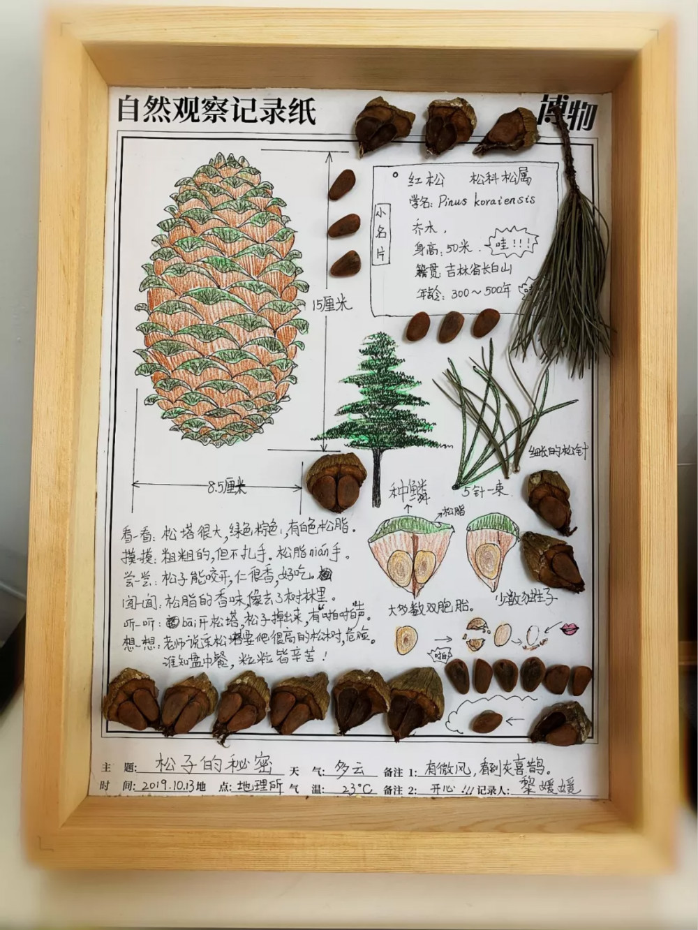 松树植物记录卡图片图片